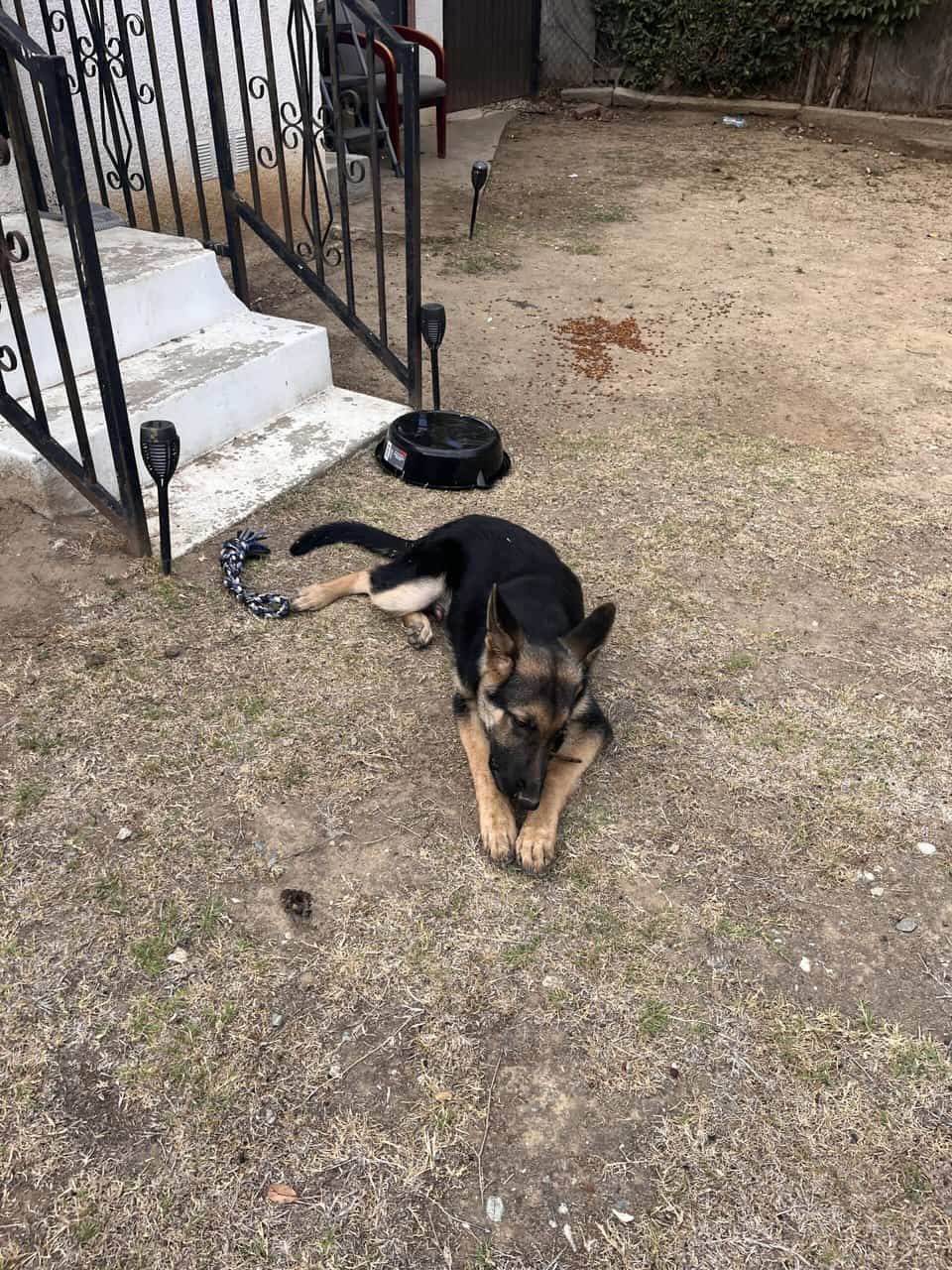 Rehome Puppy, maybe German Shephard mix image 3