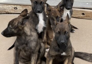 Dutch Shepherd Puppies