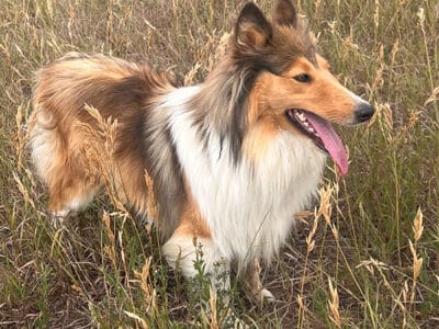 Rough Collie Adults