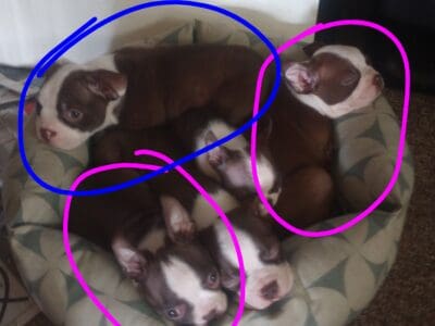 Boston terrier puppies