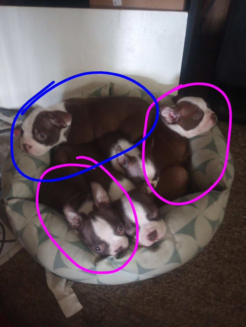 Boston terrier puppies image 1