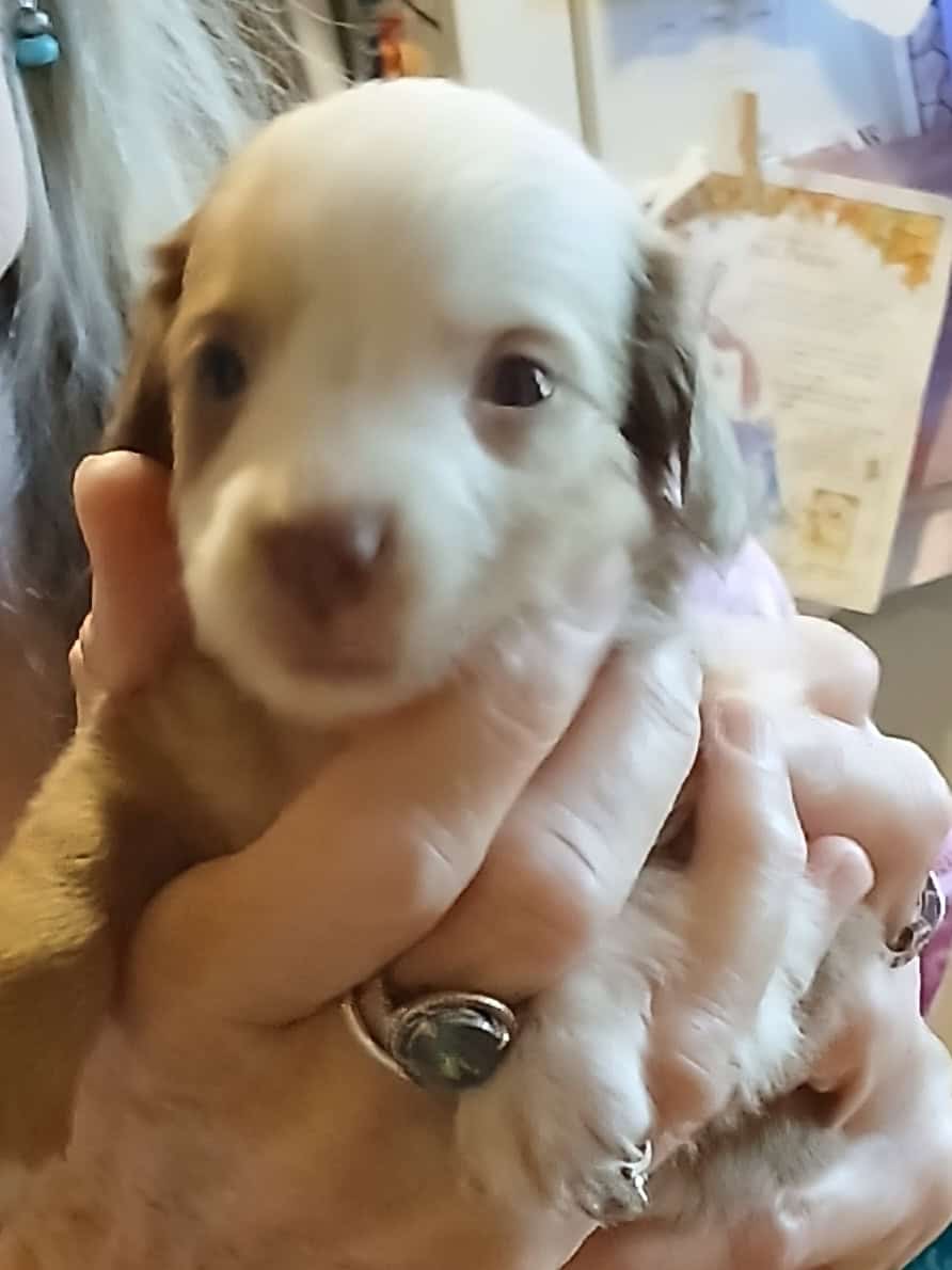 Dachshund puppies image 5