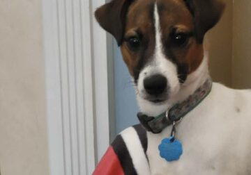 Jack Russell Terrier