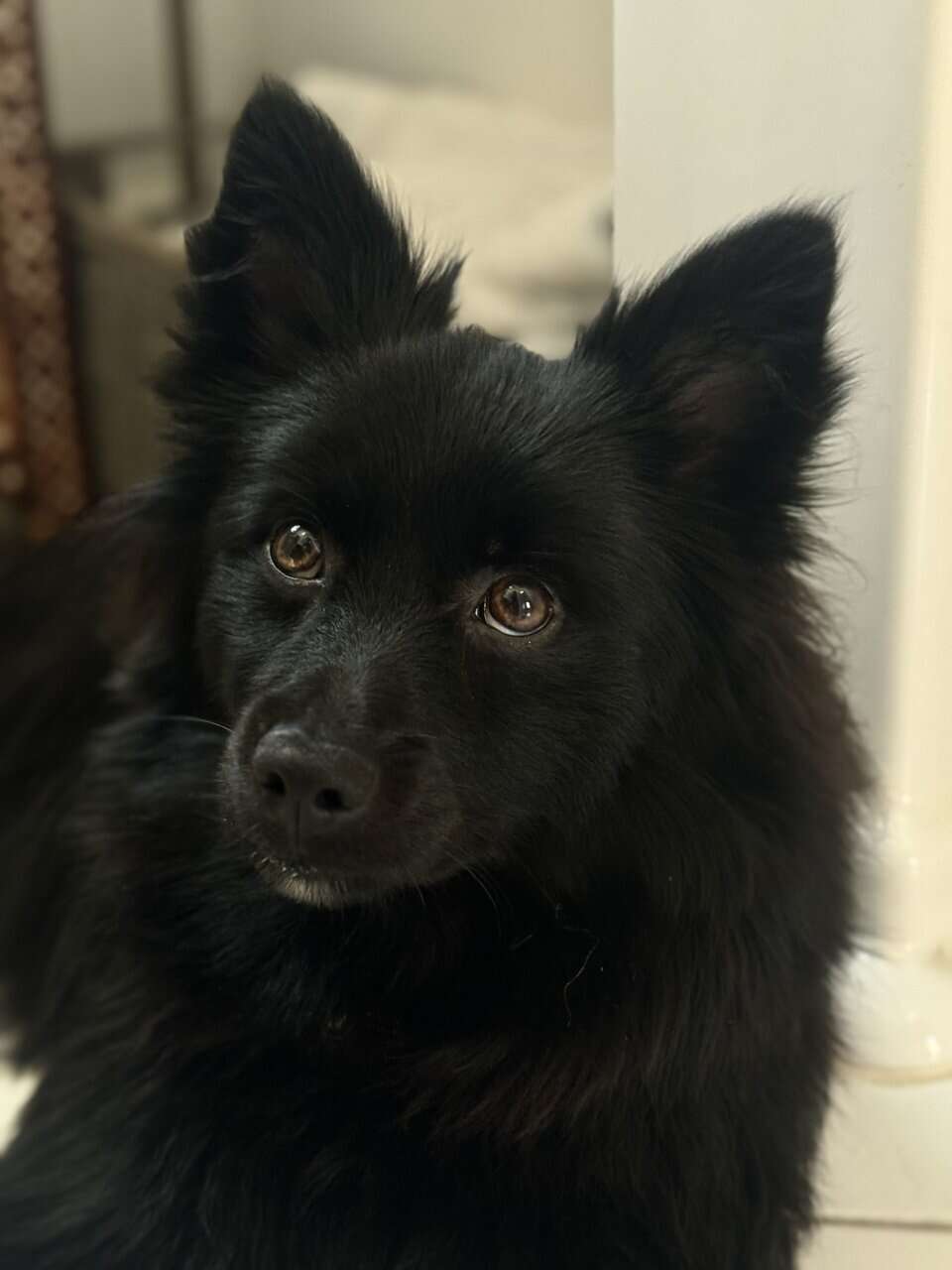 Black Pomeranian Puppy image 1
