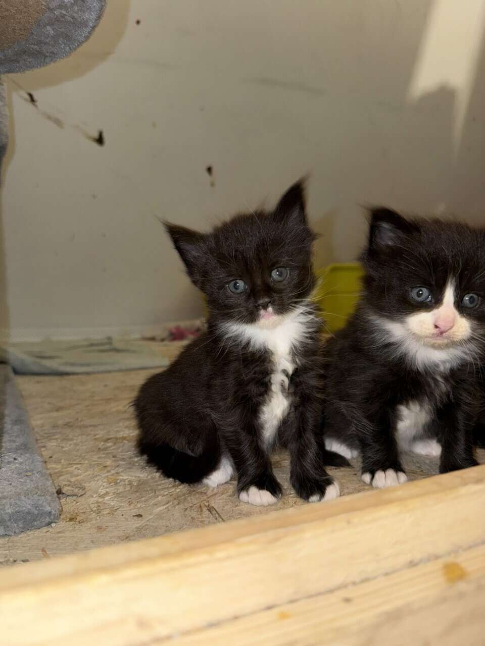 Mainecoon kittens image 6