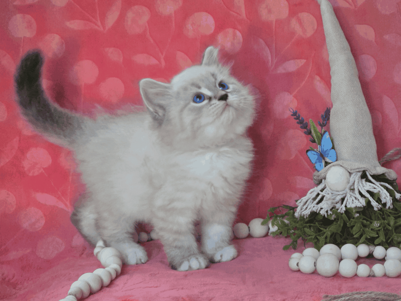 HYPOALLERGENIC Siberian kittens!! image 5