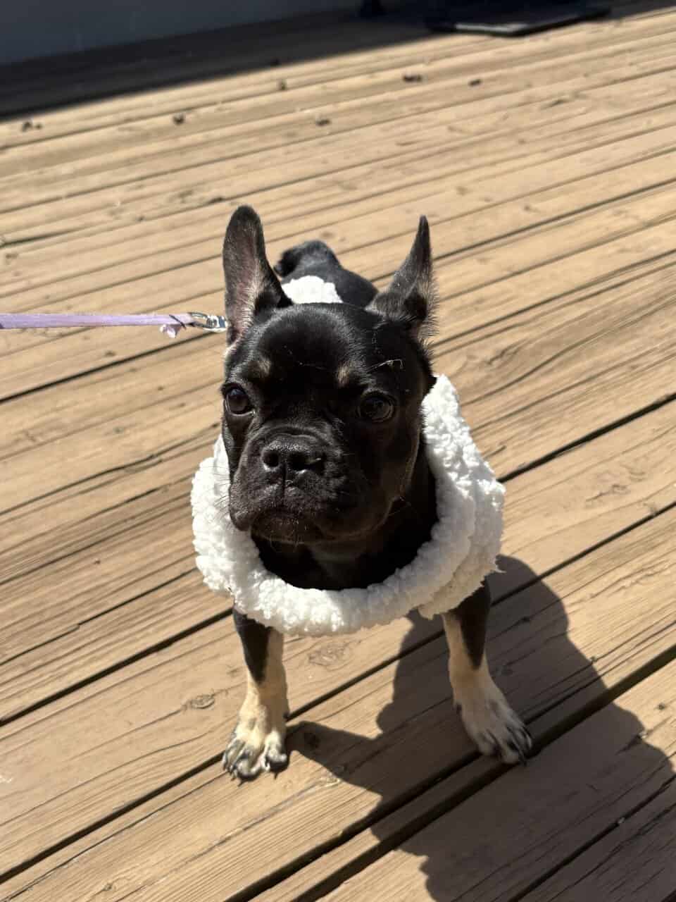 Girl Frenchie for sale image 2