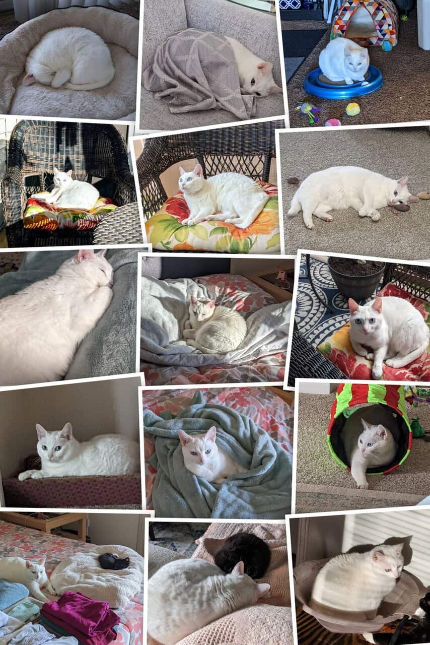 Luna Needs a New Home image 1