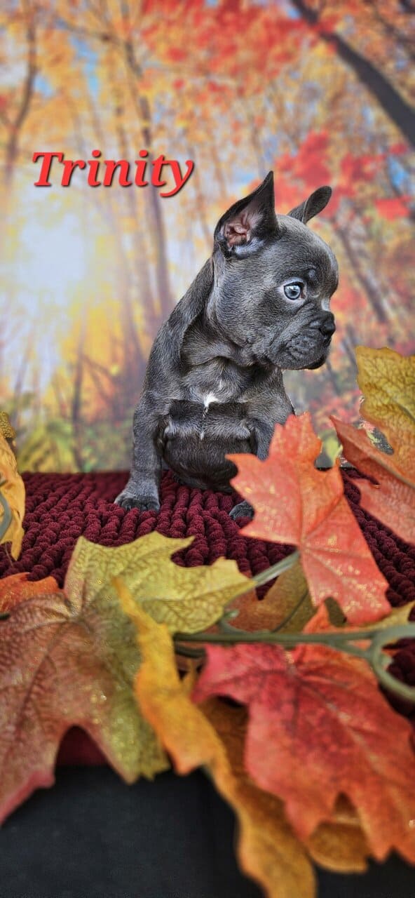 Akc registered french bulldogs image 8