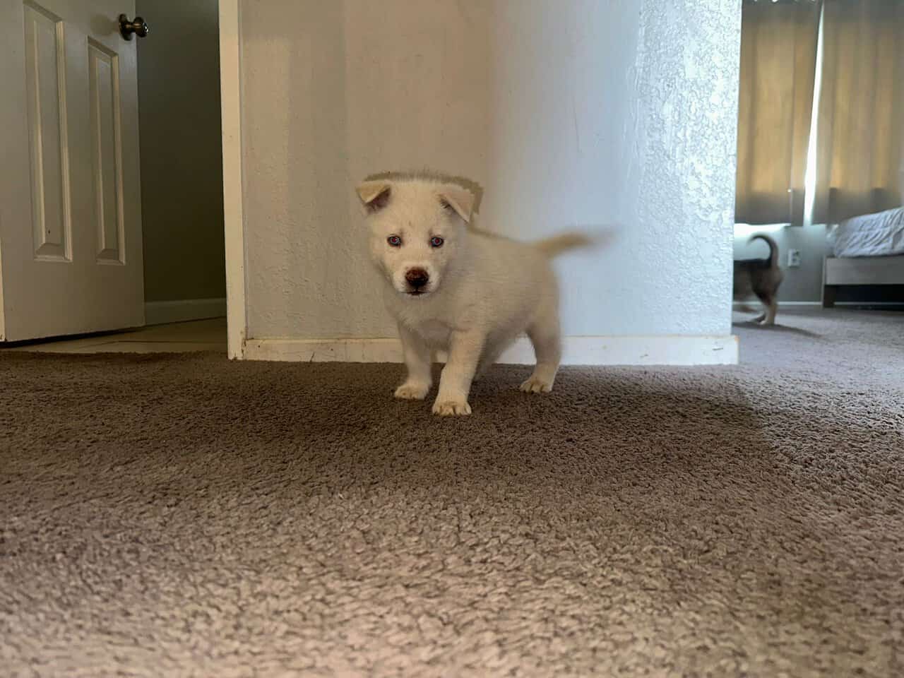 Husky puppies image 2