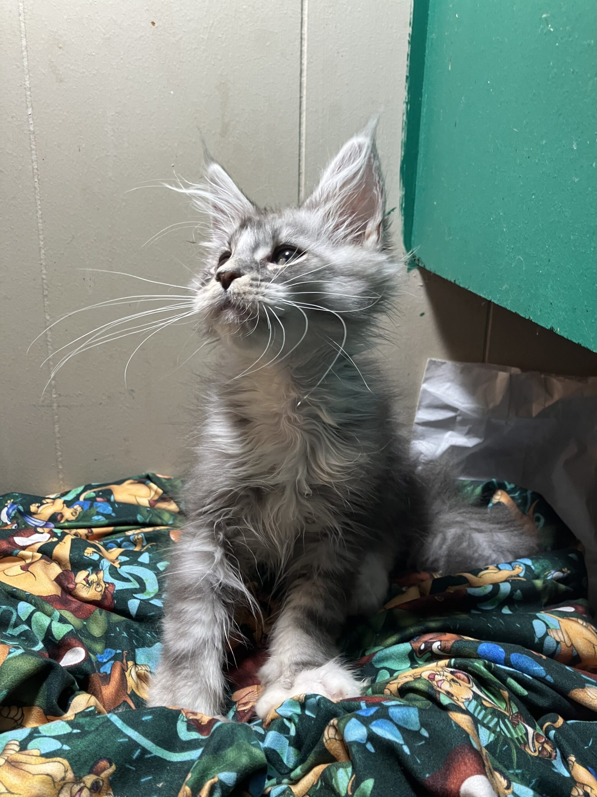 Tica registered mainecoon image 3