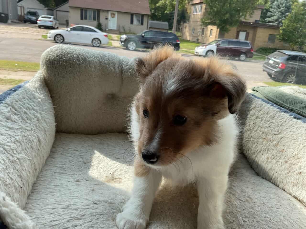 Shelties puppies image 2