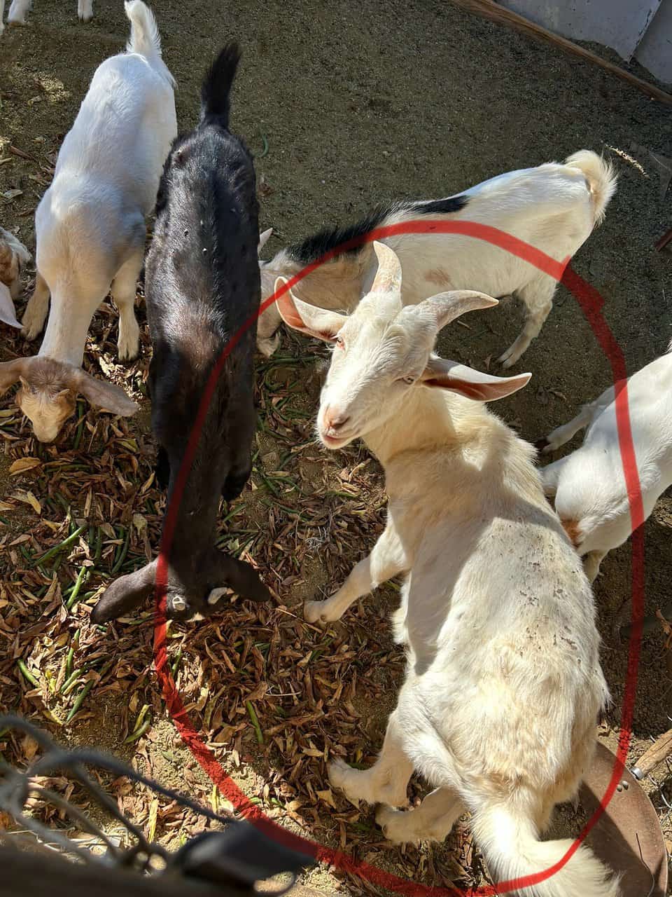 Male goats for sale 350 each image 2