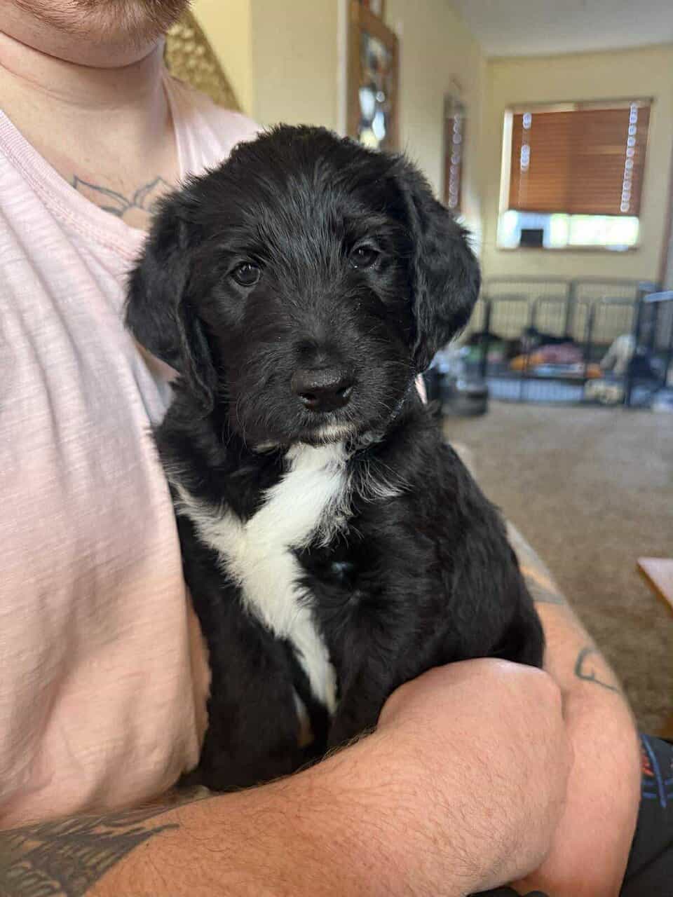 Mini Bernedoodle / Labradoodle Puppy image 1
