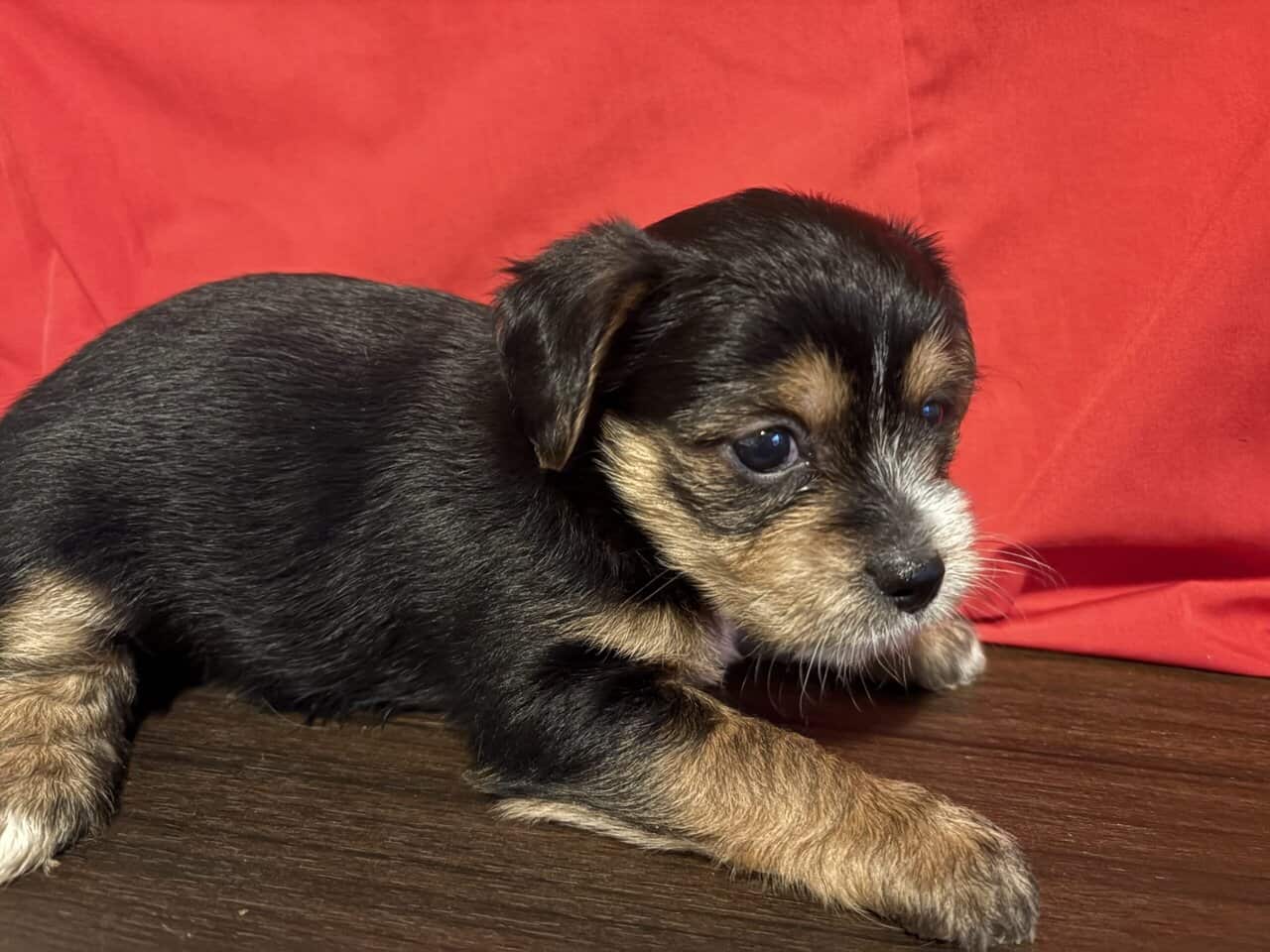 Shorkies needing home ASAP!! image 6