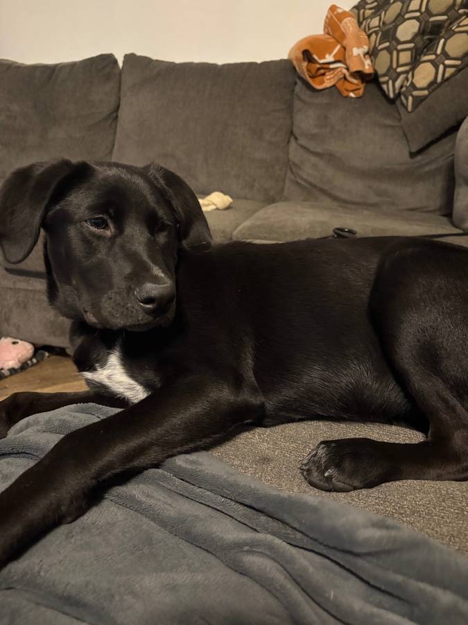 Black Lab Puppy image 2