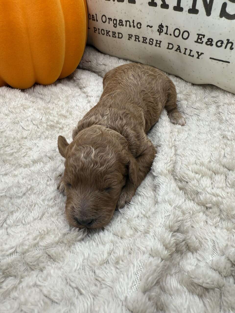 Female F1B mini Goldendoodle image 1