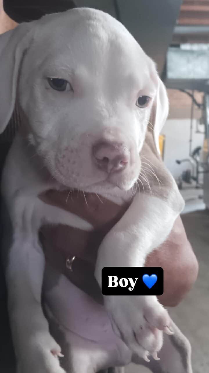 Pitbull puppies for sale image 2