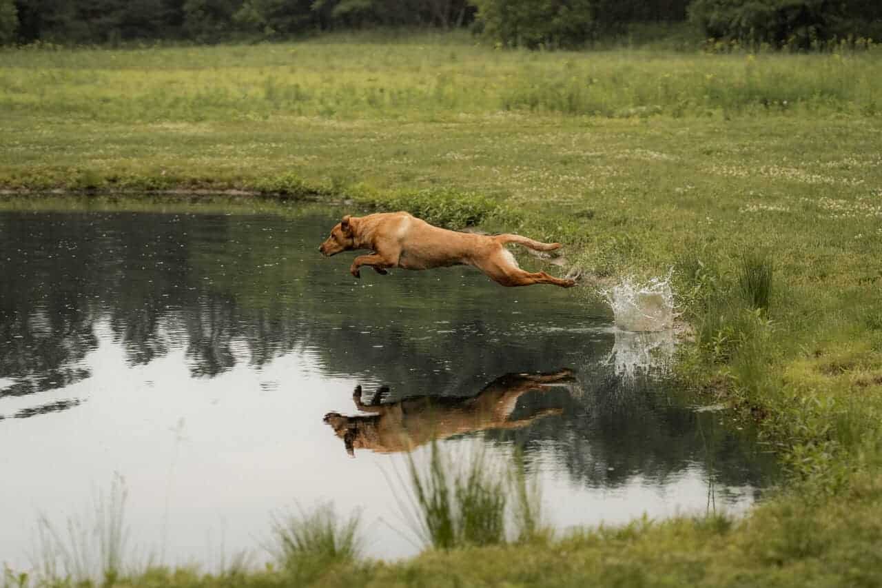 Fox Red Labs with Loaded Pedigrees image 1