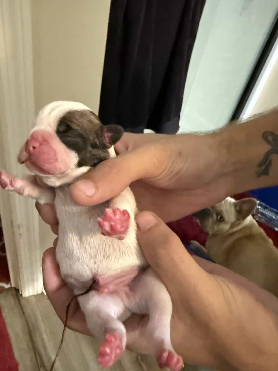 French bulldog babies image 20