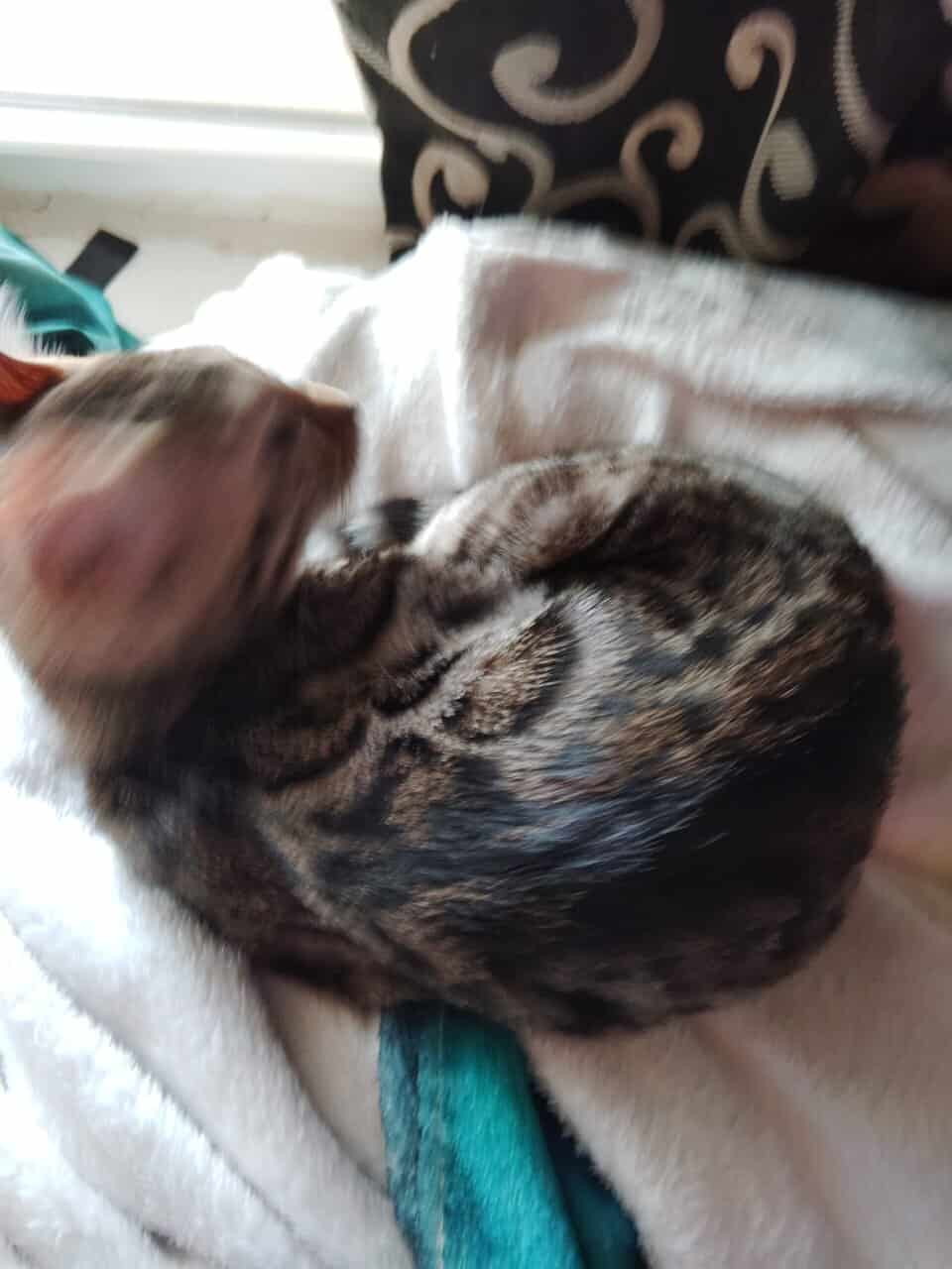 Bengal image 3
