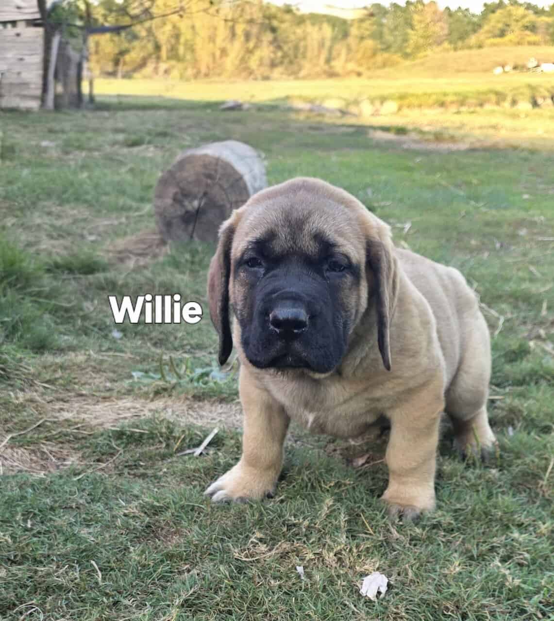 English Mastiff image 5