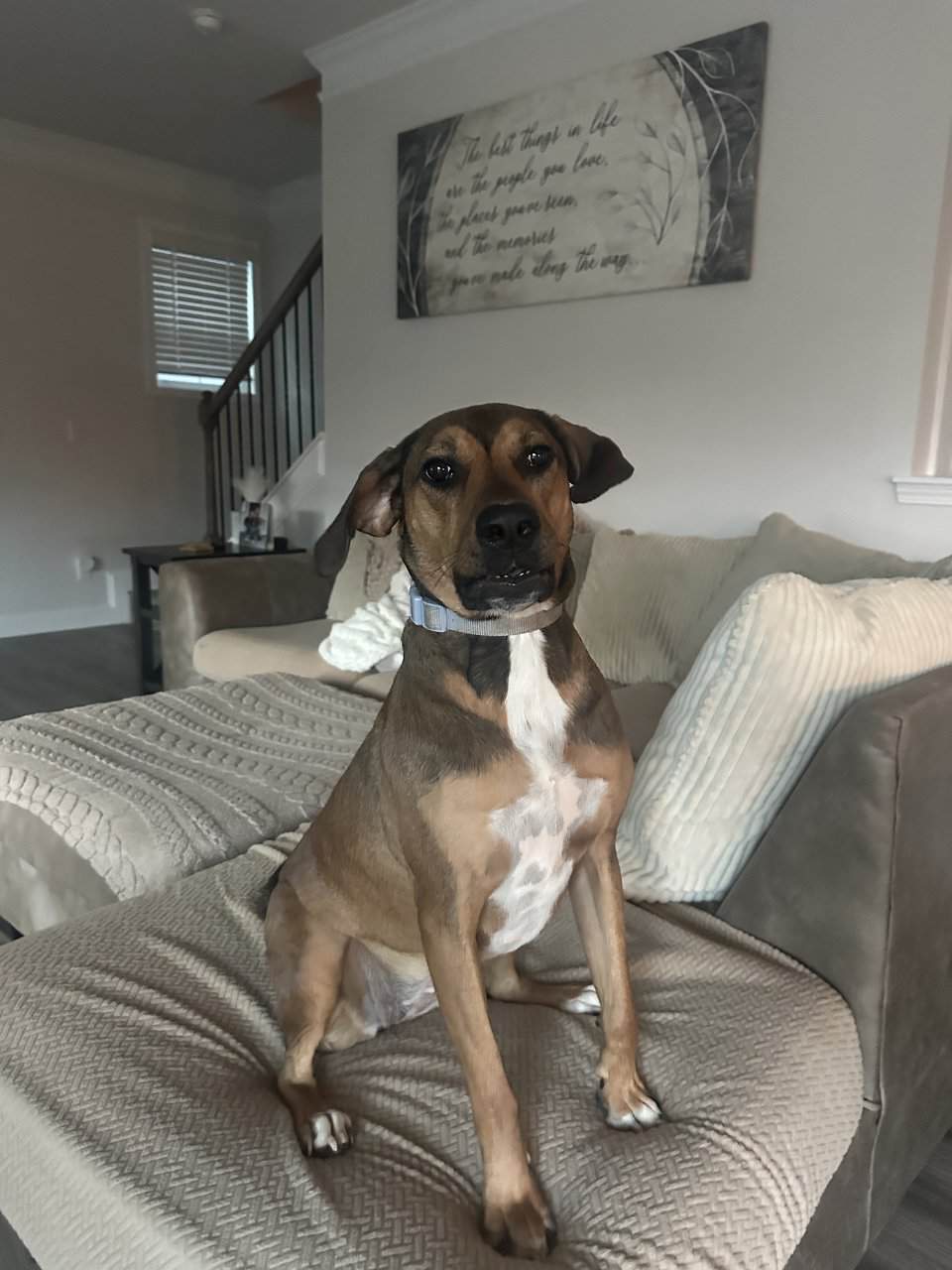 Looking for a good home for 1 year old dog image 2