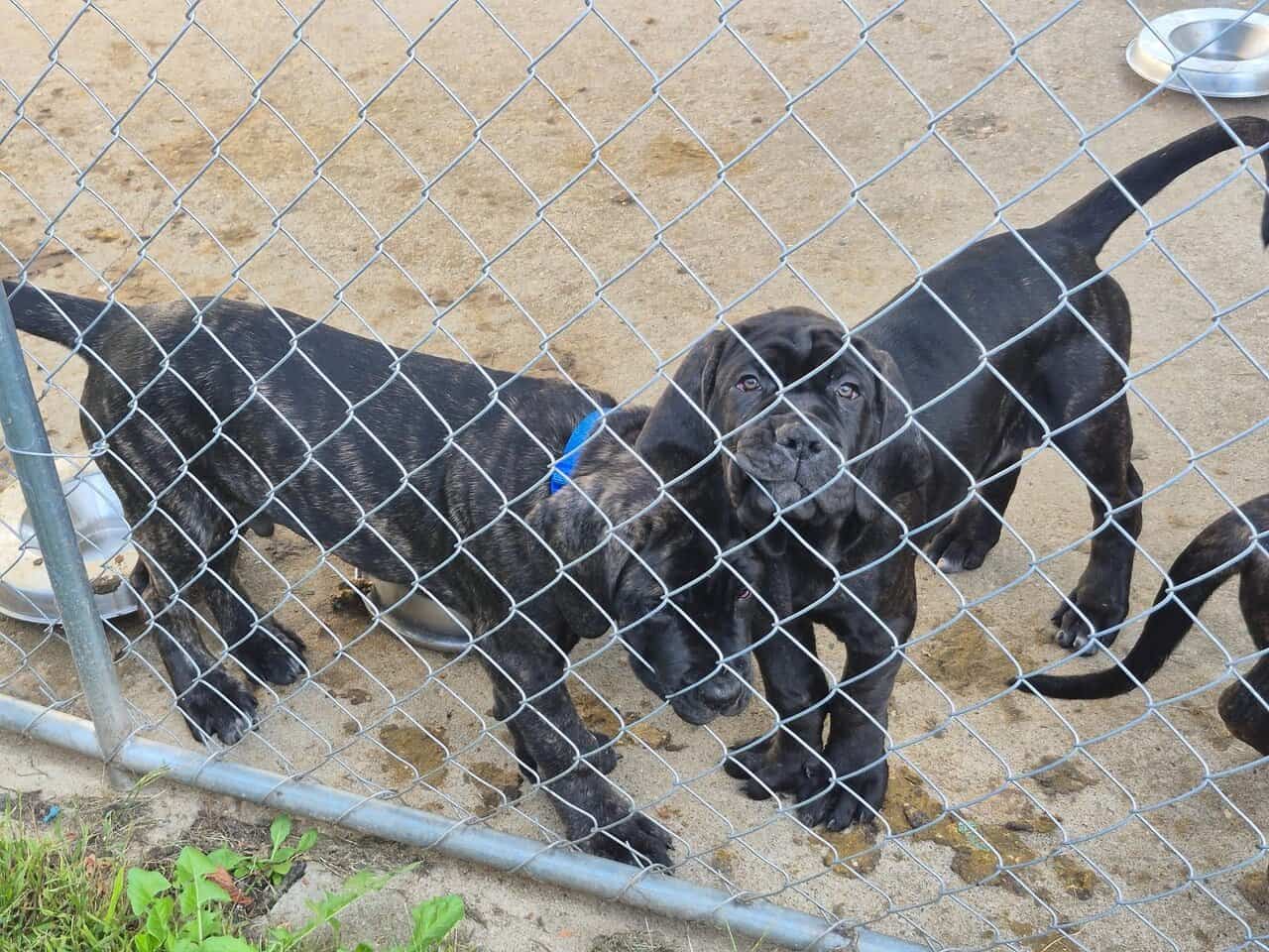 Mastiff Puppies image 3