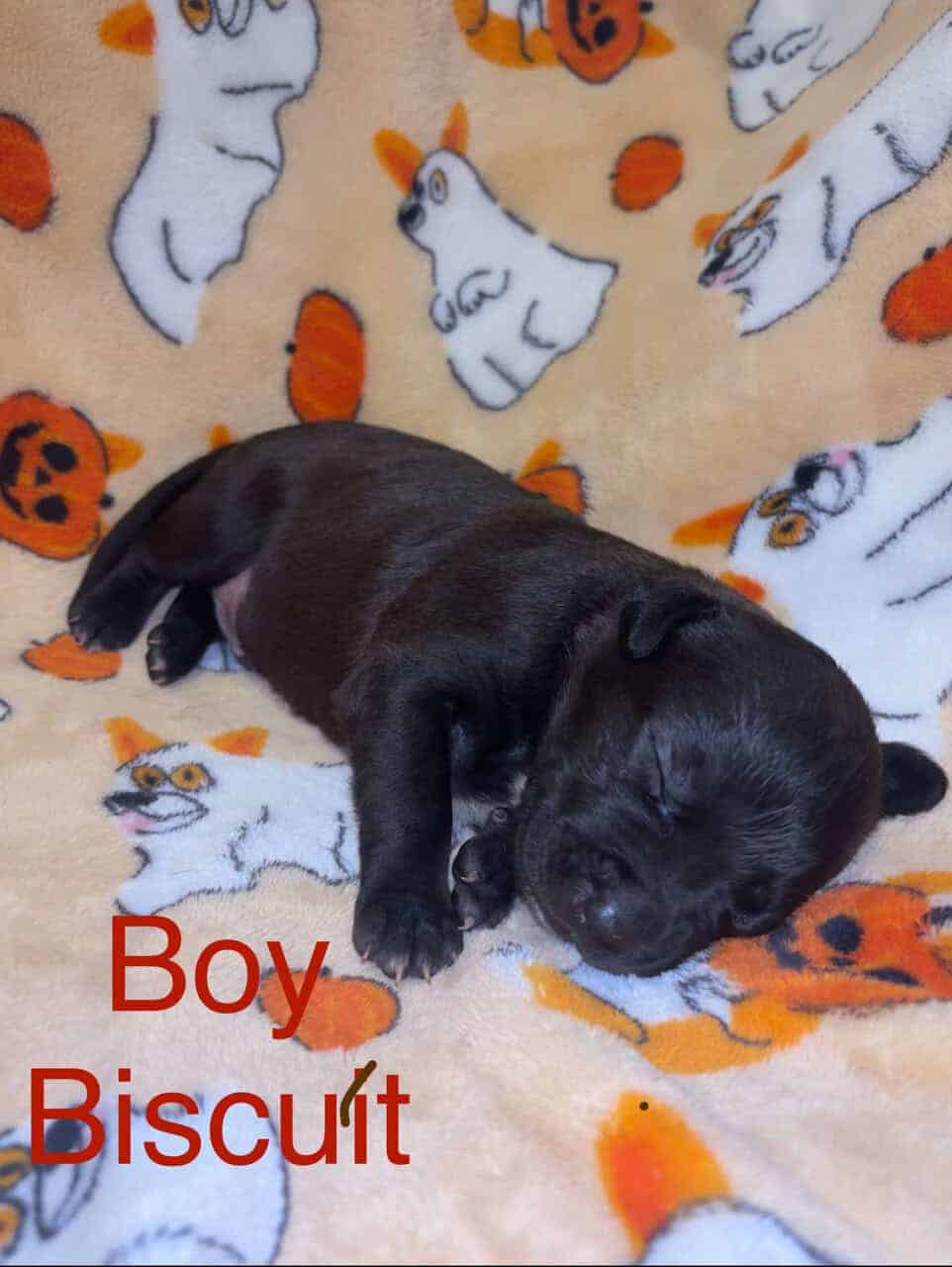 Lab/Pit Puppies image 6