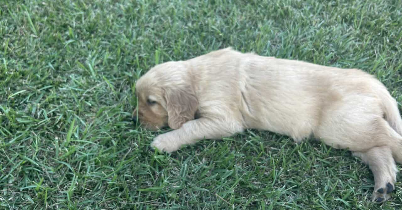 Cedar Creek Golden Retrievers image 8