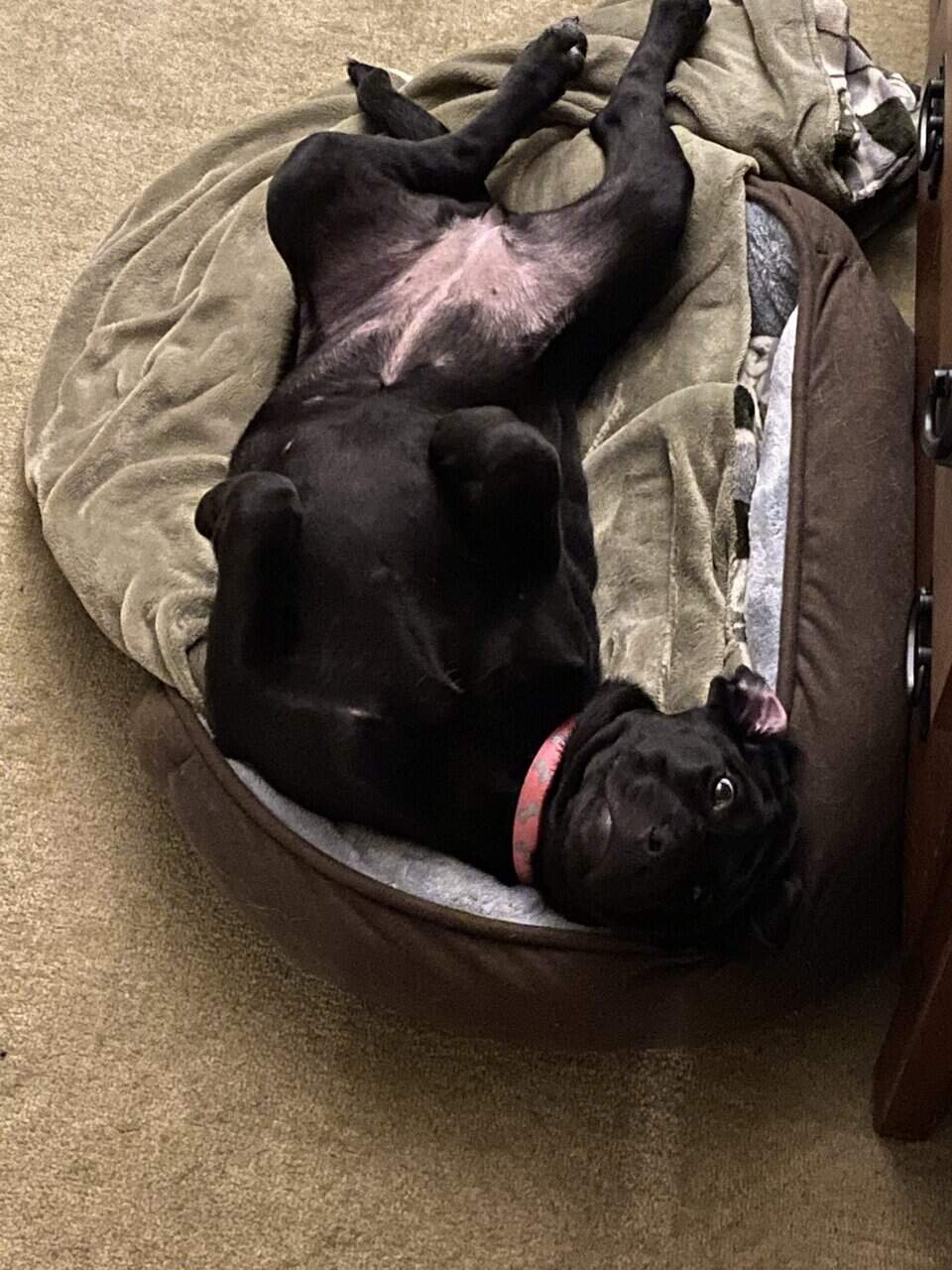 Sweet Black Lab Mix Looking for a Forever Home image 3