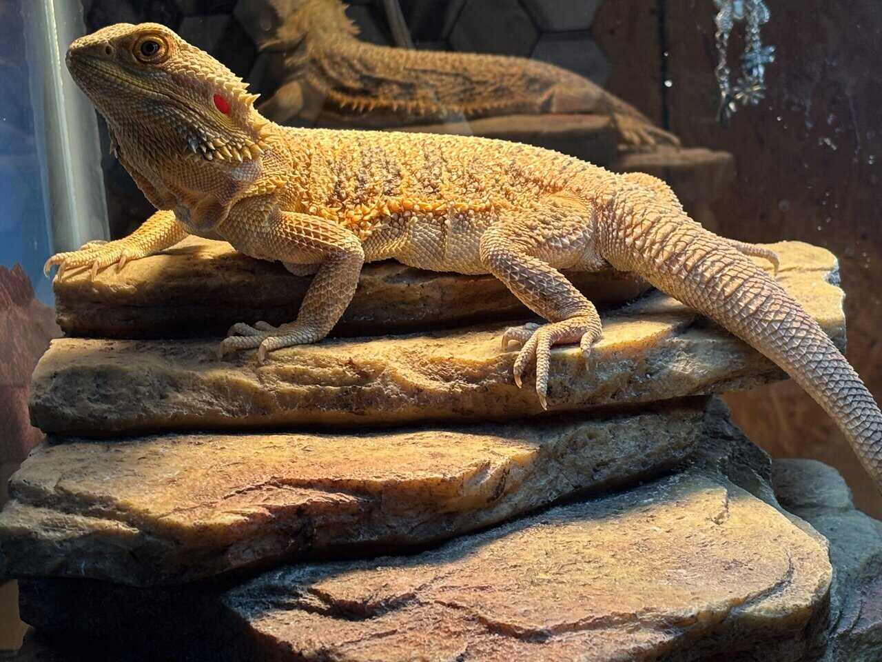 Bearded Dragon with Tank image 4