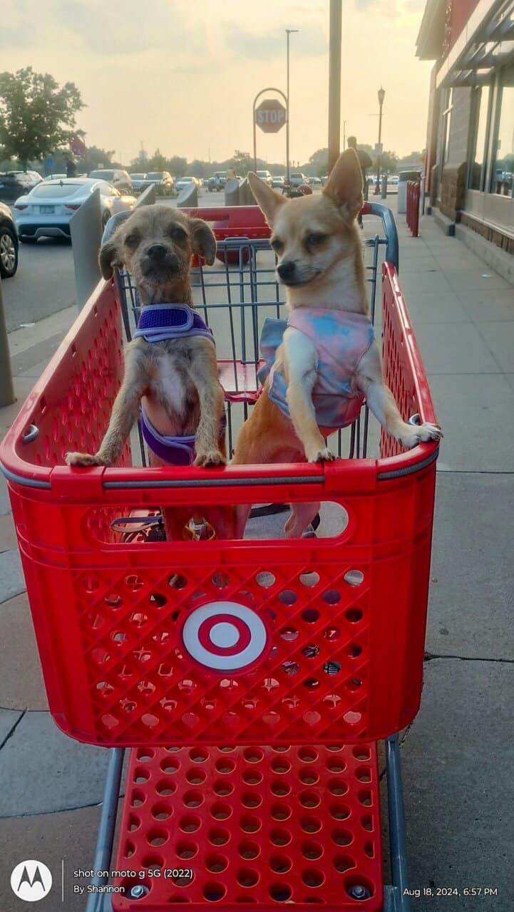 Litter of 4 born 8/1 Chihuahua and Chichi image 14