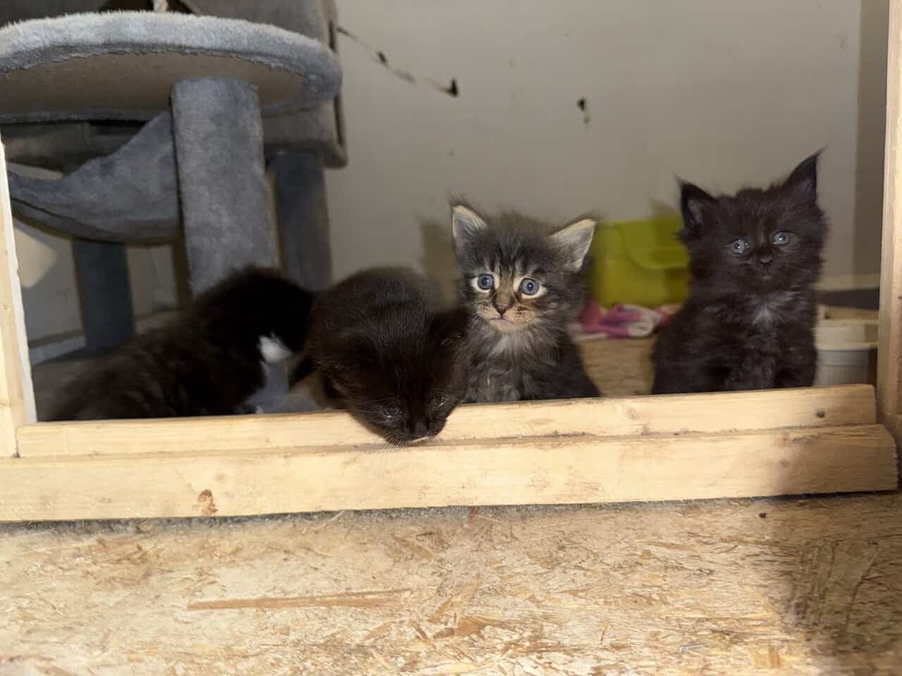 Mainecoon kittens image 2