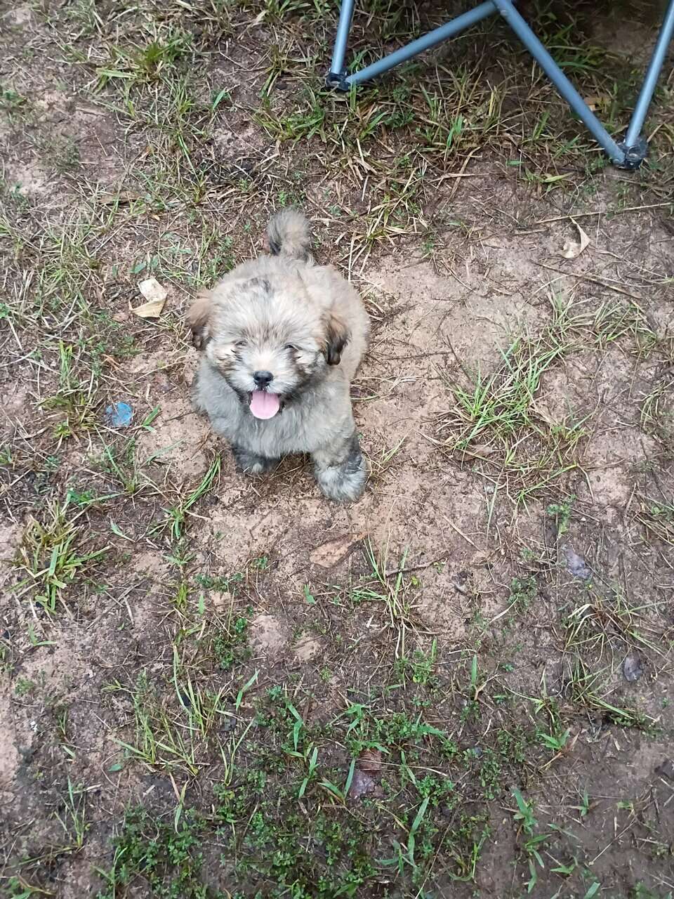Puppies image 9
