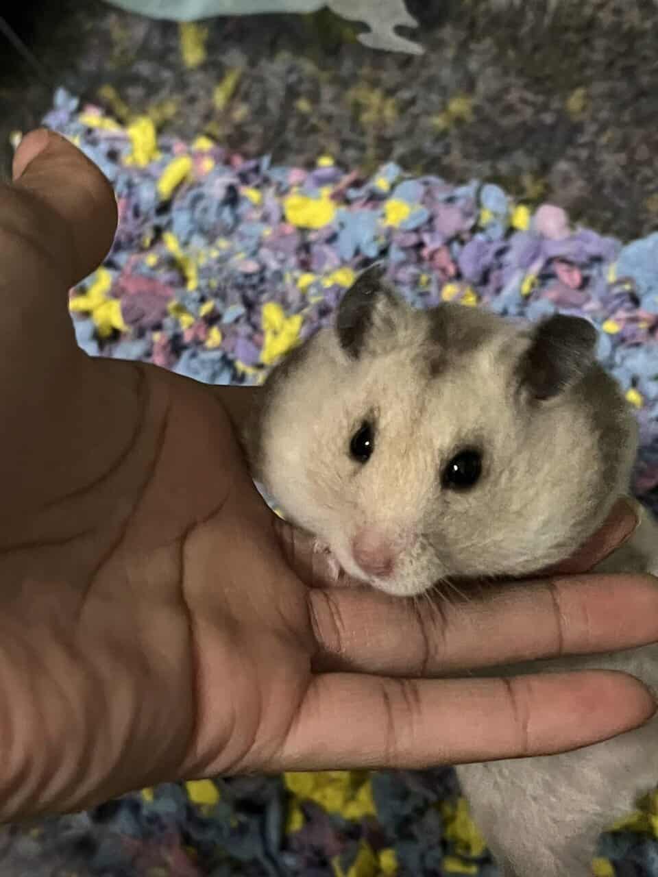 Free hamsters image 4