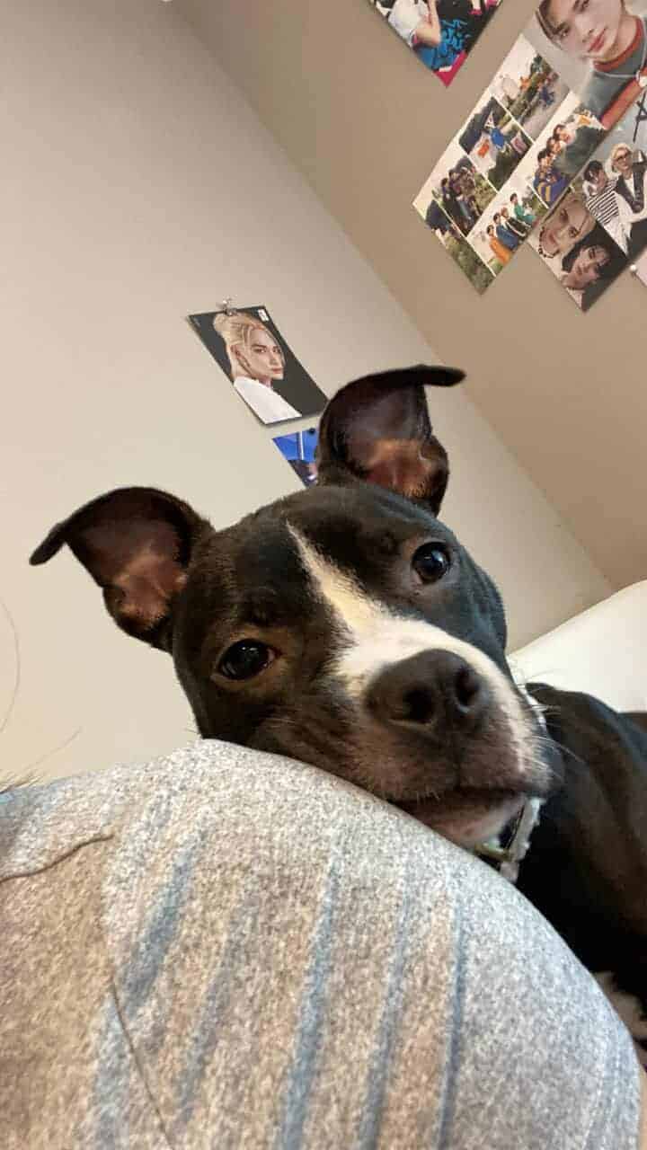 willow urgently needs a home! image 11
