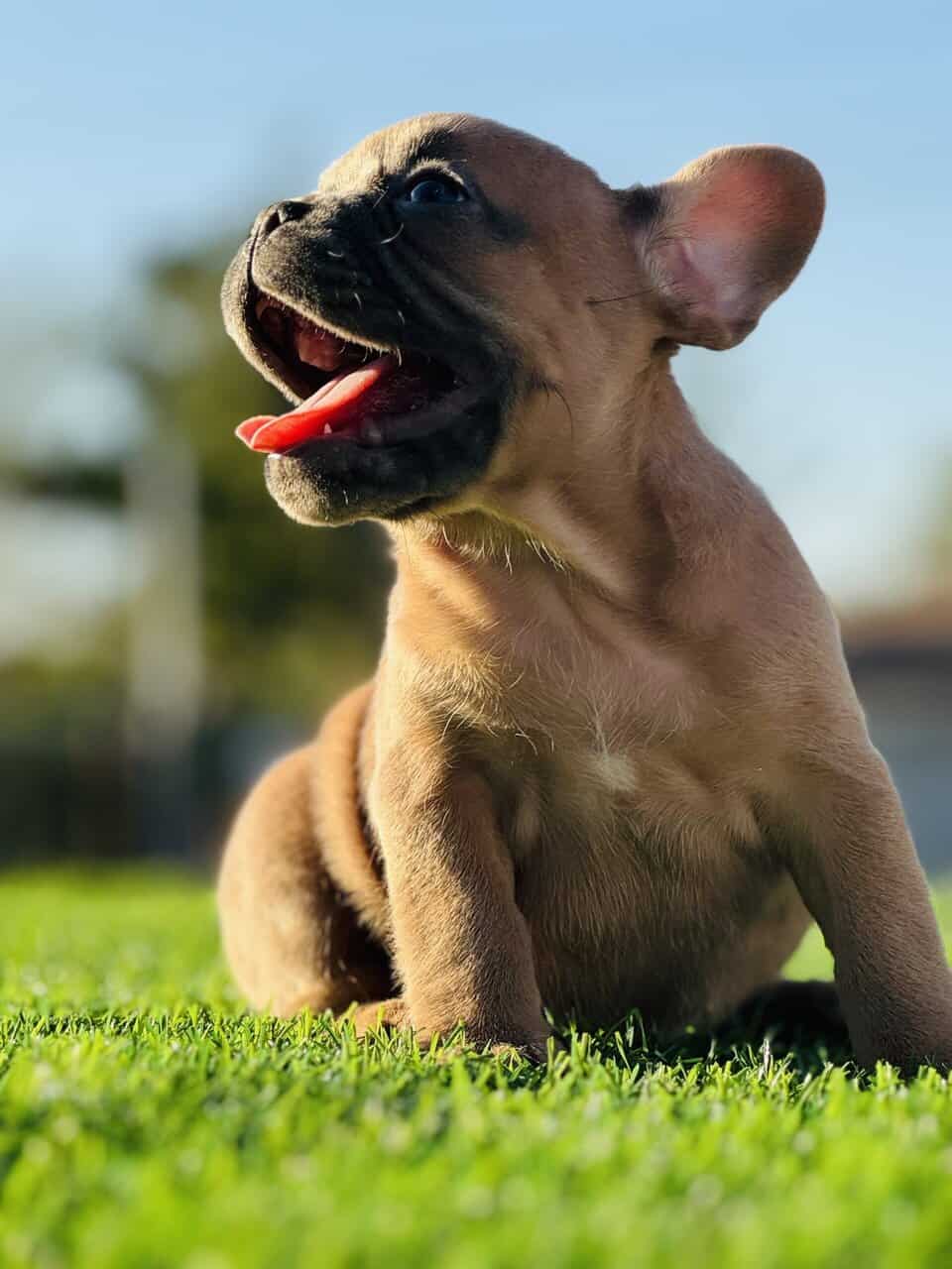 FRENCH BULLDOG PUPPY image 7