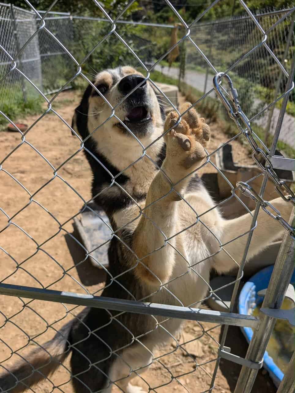 Husky mix needing new home image 4