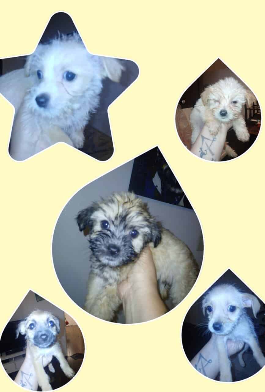CUTE PUPPIES - Mixed Breed MaltipooTerrier image 8
