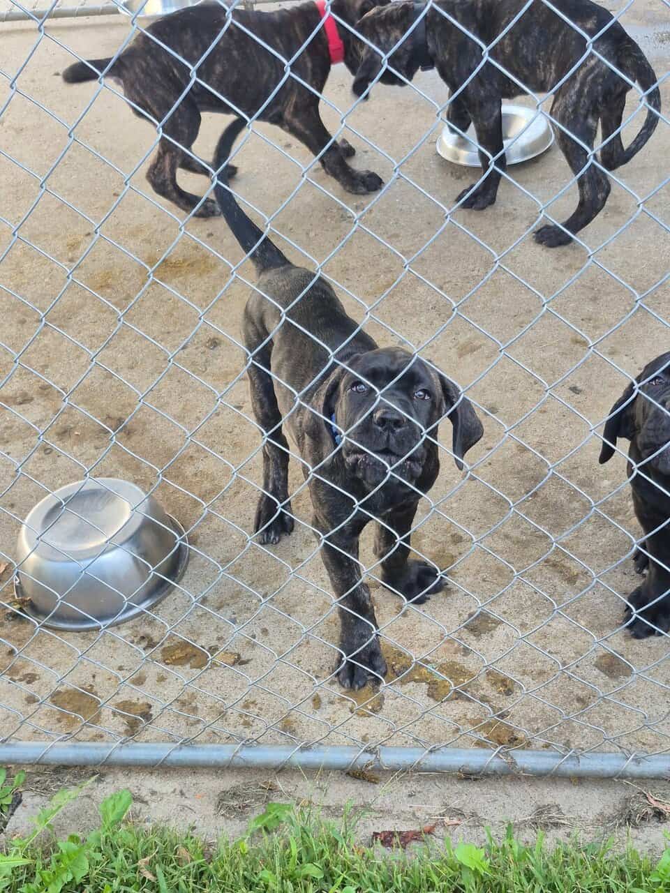 Mastiff Puppies image 2