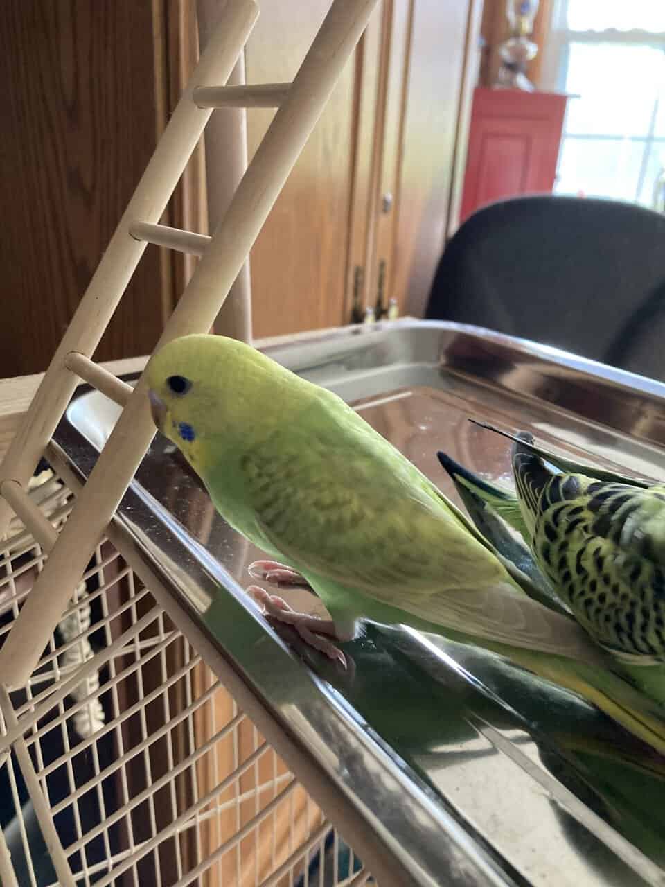 Hand Fed Budgies Available image 4