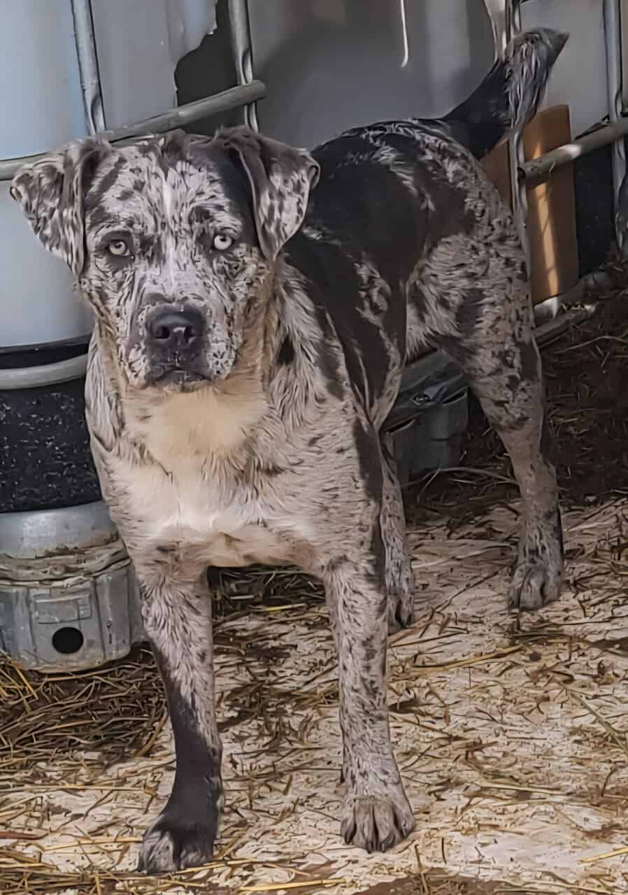 Corgi catahoula mix puppies image 15