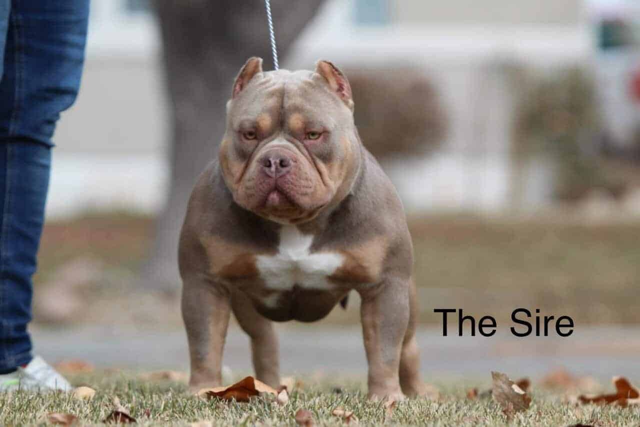 Pocket America bully puppy image 6