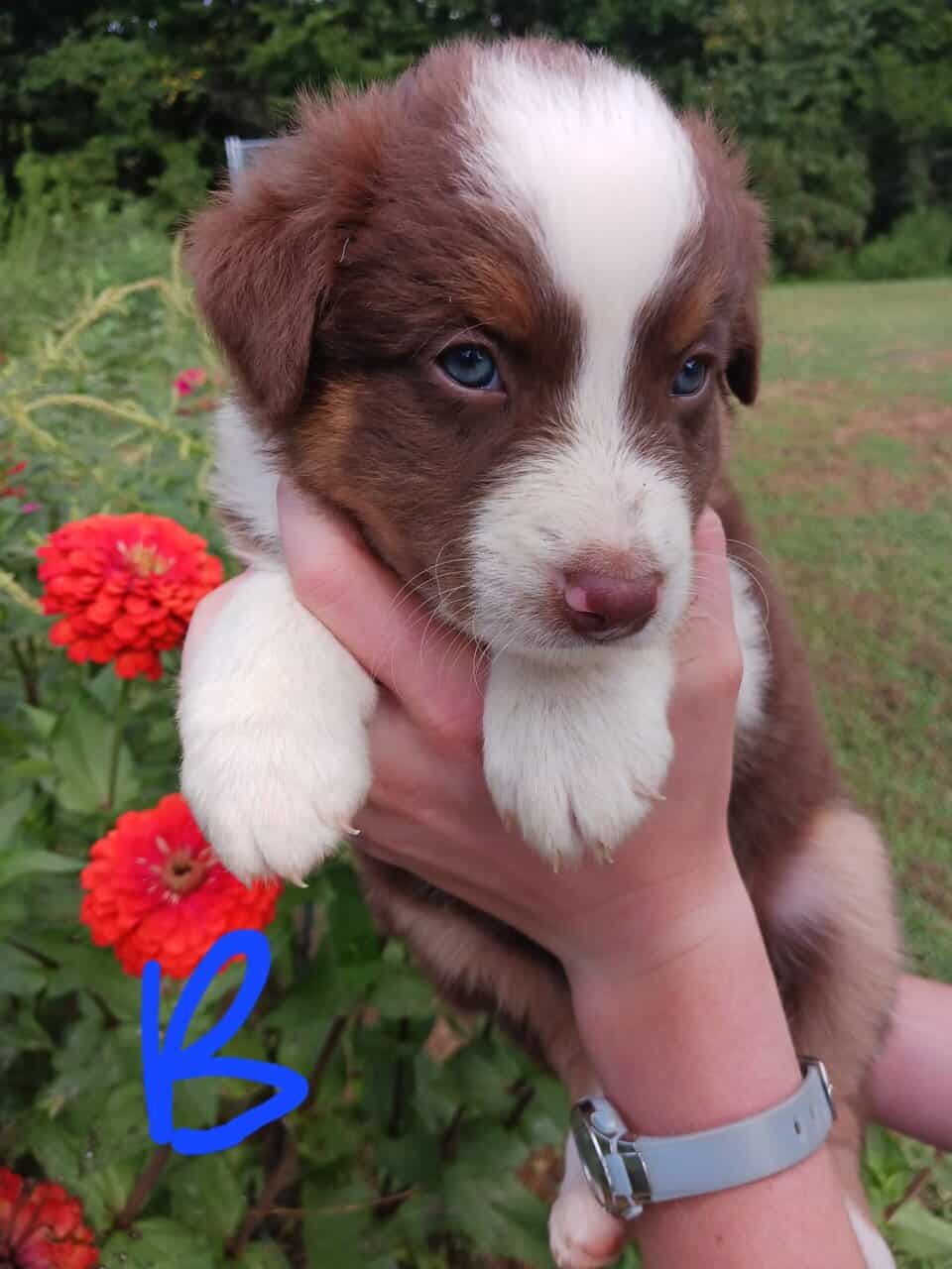 Australian Shepherd Puppies image 5