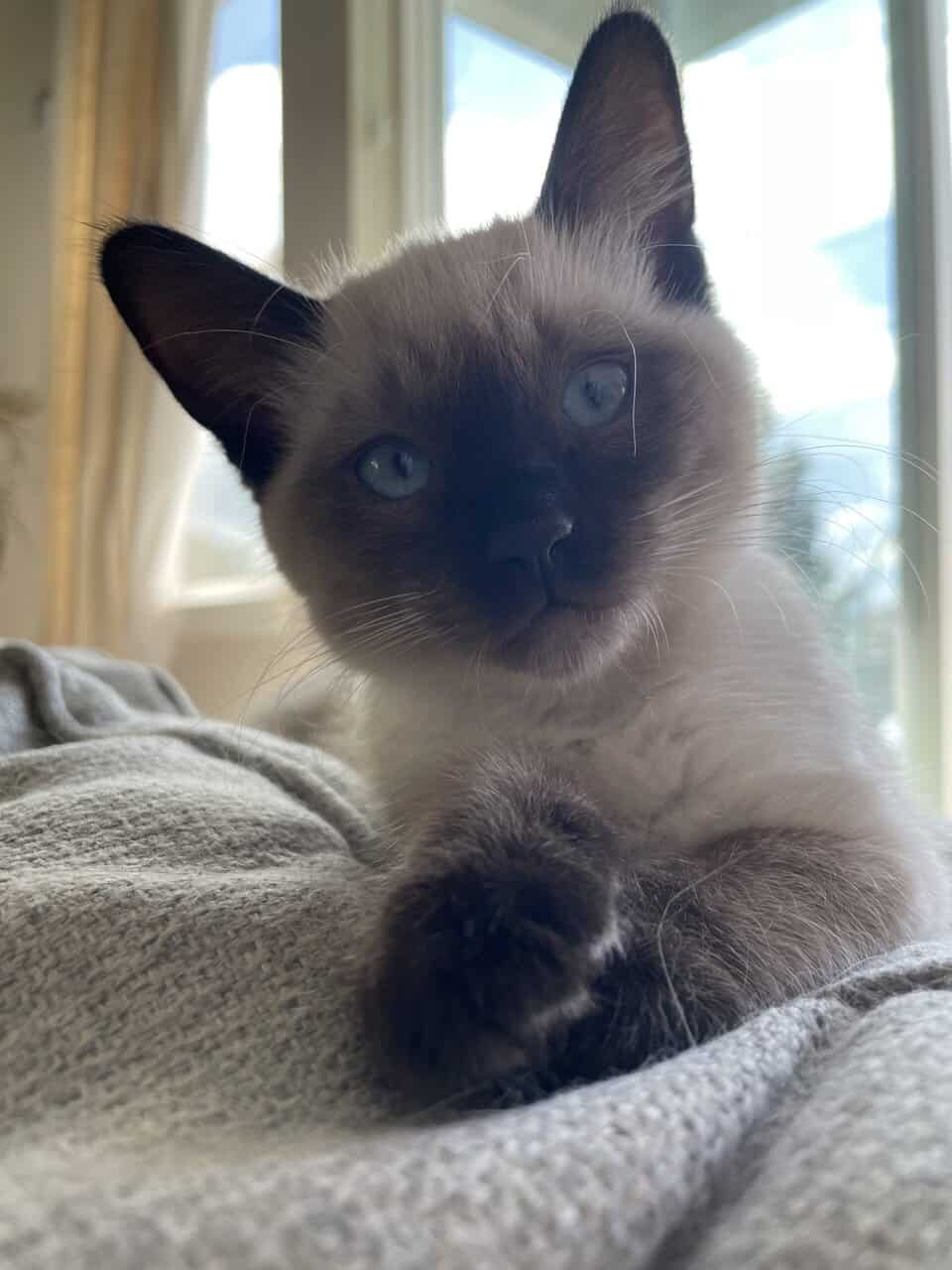 Siamese kitten image 3