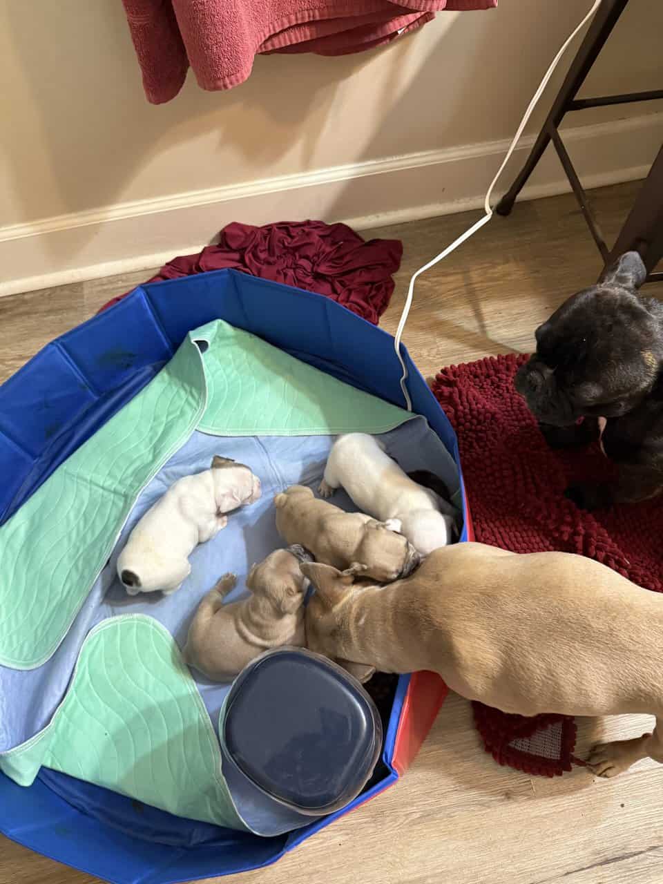 French bulldog babies image 4