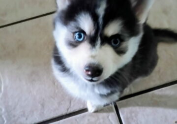 Mini male pomsky puppy