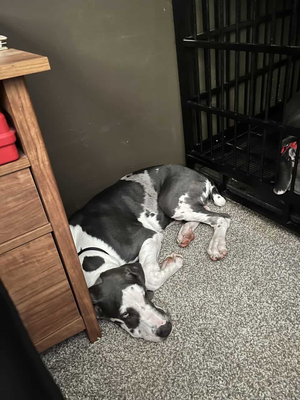 Atticus (rehoming) image 13