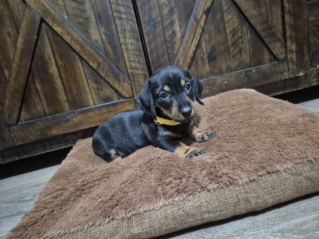 Wirehaired dachshund pups image 1
